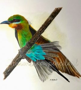 Blue tailed Bee eater2