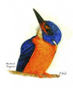 blue eared kingfisher