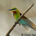 blue tailed bee eater