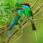 blue throated bee eater2