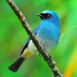 indigo flycatcher1